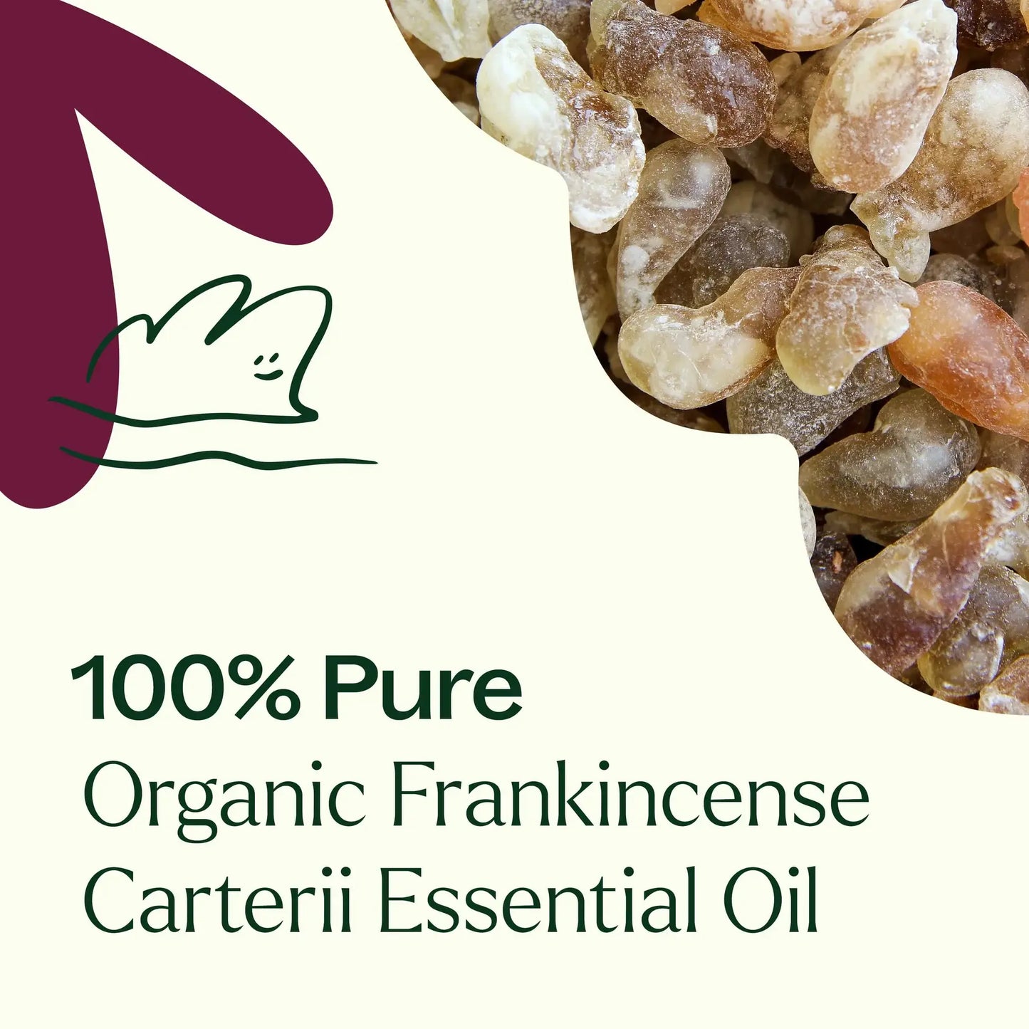 Plant Therapy - Organic Frankincense Carterii Essential Oil 10 mL