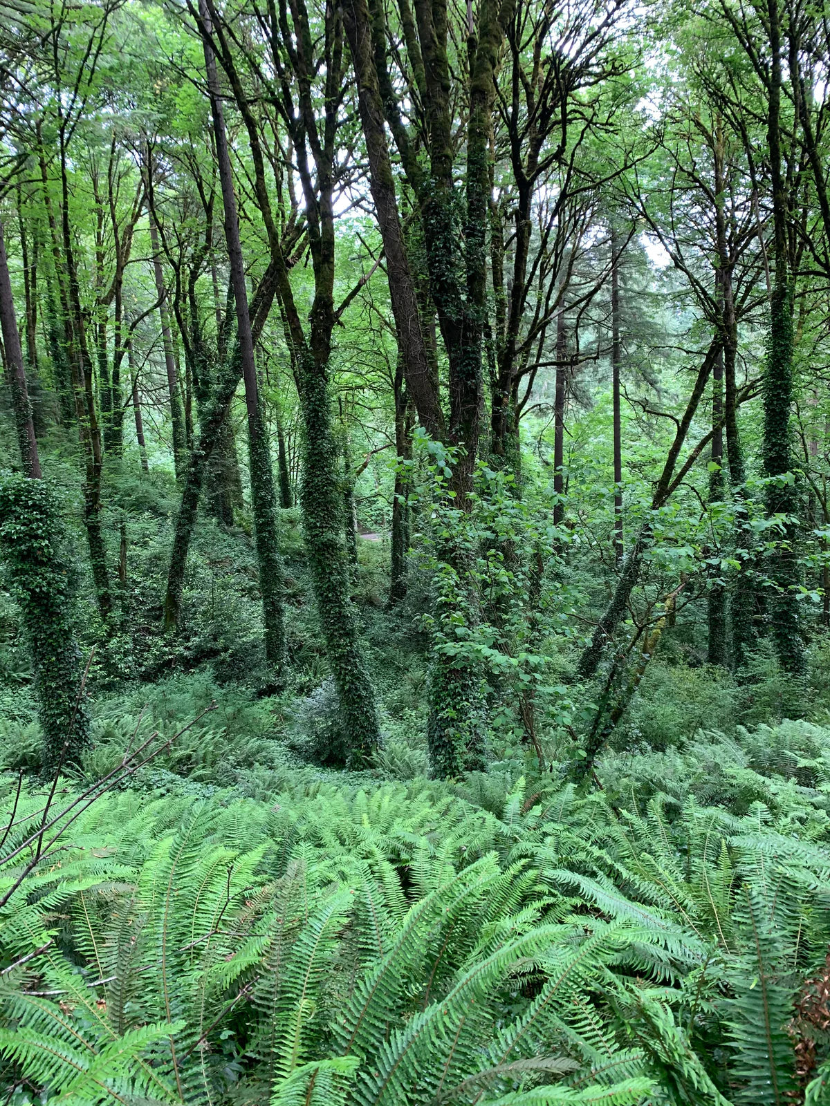 Under Luna Tulsi Bloom Conditioner