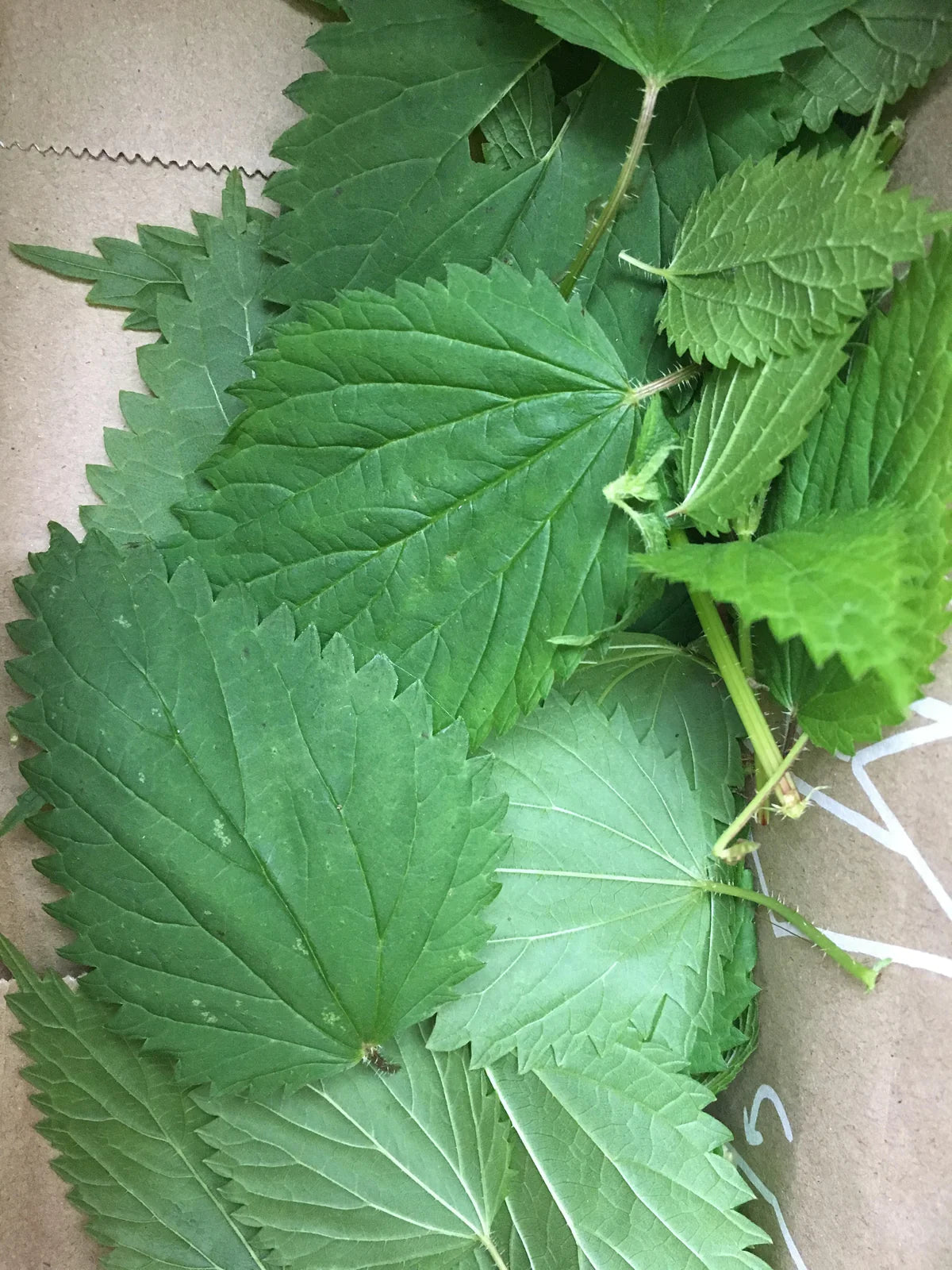 Under Luna Tulsi Bloom Shampoo