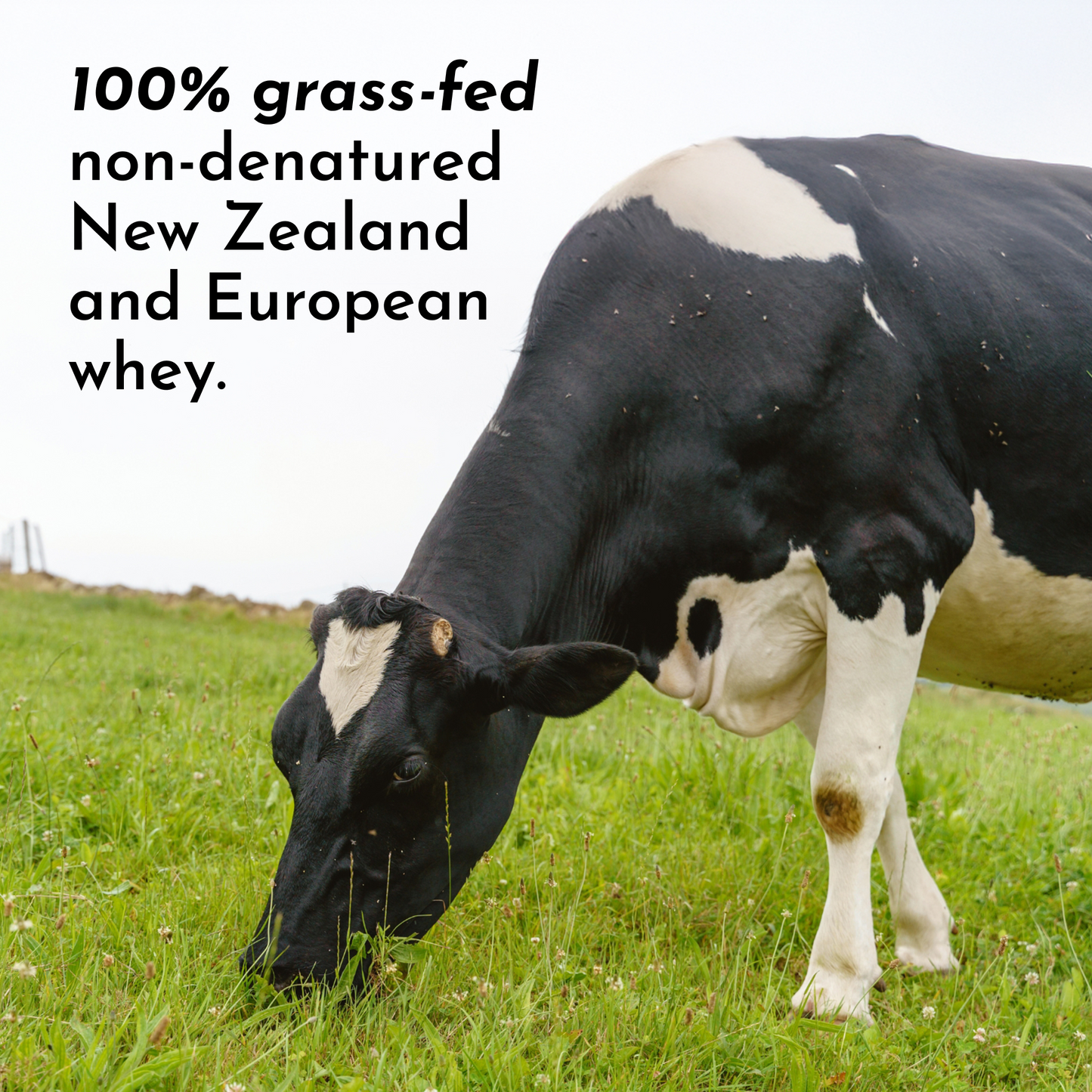 Just Ingredients | Snickerdoodle Protein Powder