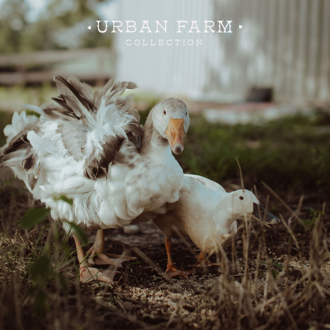 Urban Farm Collection Magnet