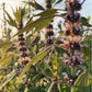 Katydid Hill Farm Tenderhearted Elixir - Herbal Drops For Heart Centered Calm