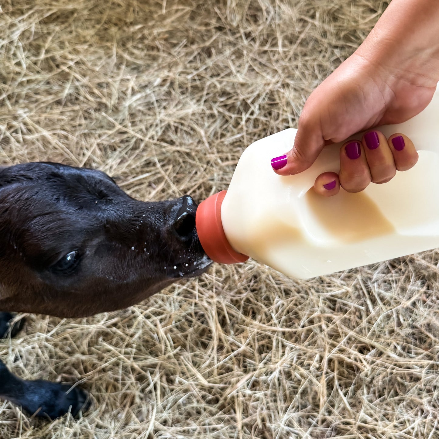 Boysenberry | Gel Nail Wraps