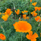 Katydid Hill Farm Poppy Dreams Elixir - Herbal Drops For Restful Sleep