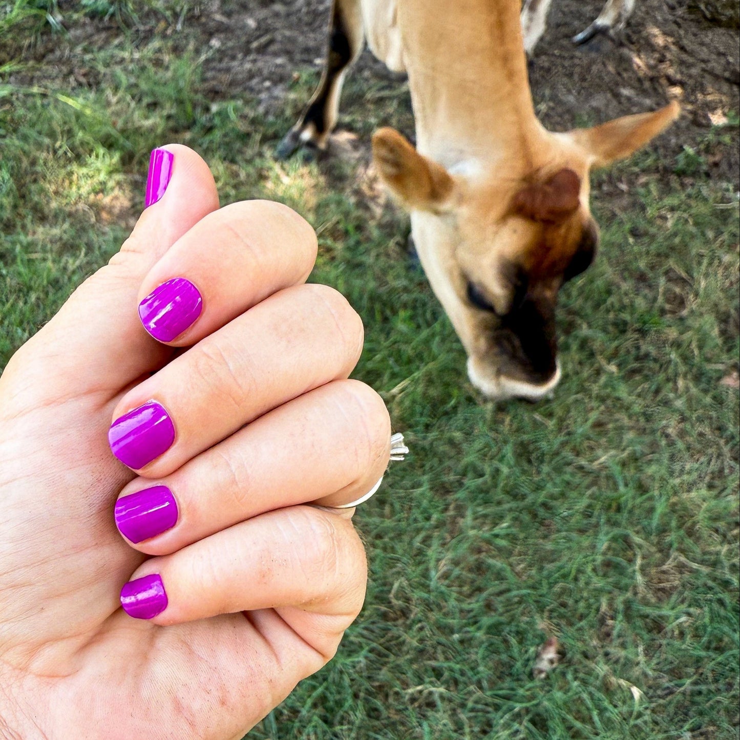 Boysenberry | Gel Nail Wraps
